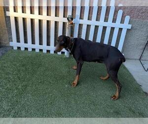 Doberman Pinscher Dogs for adoption in Modesto, CA, USA