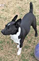 Boston Terrier-Pembroke Welsh Corgi Mix Dogs for adoption in Boston, MA, USA