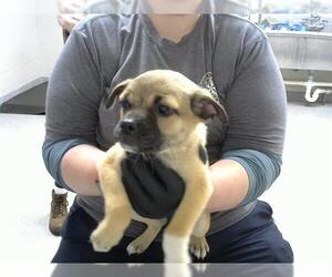 Labrador Retriever-Unknown Mix Dogs for adoption in Pasadena, TX, USA
