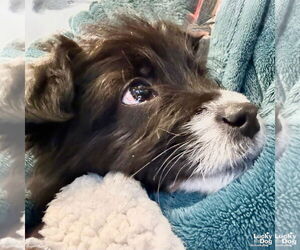 Mutt Dogs for adoption in Washington, DC, USA