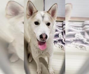 Siberian Husky Dogs for adoption in Bakersfield, CA, USA