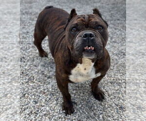 Bulldog-Unknown Mix Dogs for adoption in Jefferson, WI, USA