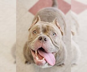 Bullypit Dogs for adoption in Sewaren, NJ, USA