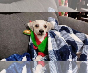 Poodle (Miniature)-Unknown Mix Dogs for adoption in Oak Bluffs, MA, USA