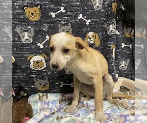 Chihuahua-Unknown Mix Dogs for adoption in Modesto, CA, USA