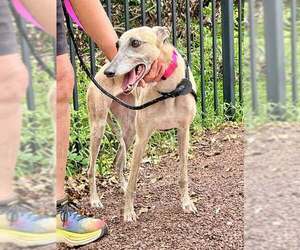 Greyhound Dogs for adoption in Cherry Hill, NJ, USA
