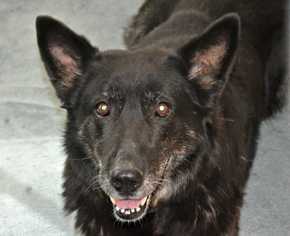 German Shepherd Dog Dogs for adoption in Dodson, MT, USA