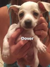 Chiweenie Dogs for adoption in Oakley, CA, USA