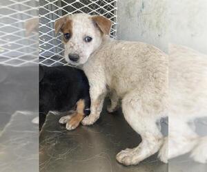 Australian Cattle Dog Dogs for adoption in Bakersfield, CA, USA