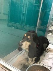 Basset Hound Dogs for adoption in Ponca City, OK, USA