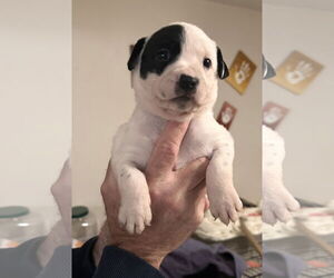 American Pit Bull Terrier-German Shepherd Dog Mix Dogs for adoption in Stephens City, VA, USA