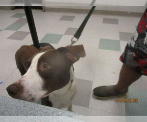 American Pit Bull Terrier-Unknown Mix Dogs for adoption in Oklahoma City, OK, USA