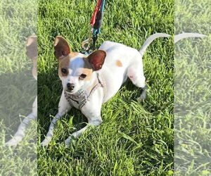 Chihuahua-Unknown Mix Dogs for adoption in Westmont, IL, USA