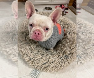 French Bulldog Dogs for adoption in St. Louis Park, MN, USA