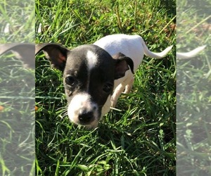 Medium Photo #1 Chihuahua-Unknown Mix Puppy For Sale in Aurora, IN, USA
