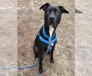 Labrador Retriever-Unknown Mix Dogs for adoption in Boston, MA, USA