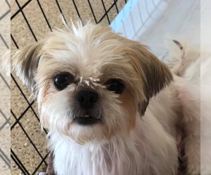 Shih Tzu Dogs for adoption in Mission Viejo, CA, USA