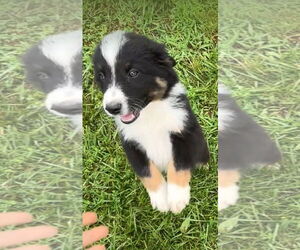Australian Shepherd Dogs for adoption in Harrison, AR, USA
