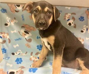 German Shepherd Dog Dogs for adoption in HESPERIA, CA, USA