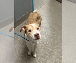American Pit Bull Terrier-Siberian Husky Mix Dogs for adoption in Las Vegas, NV, USA
