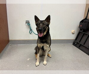 German Shepherd Dog Dogs for adoption in Rancho Cucamonga, CA, USA