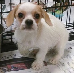 Medium Photo #1 Pug-Unknown Mix Puppy For Sale in Pembroke, GA, USA