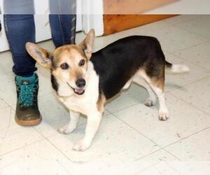 Beagi Dogs for adoption in Elmsford, NY, USA