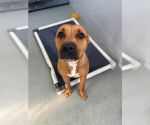 Boxer-Unknown Mix Dogs for adoption in Fayetteville, NC, USA