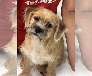 Bossi-Poo Dogs for adoption in Sanford, FL, USA
