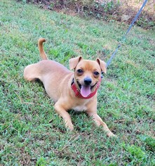 Daug Dogs for adoption in Social Circle, GA, USA