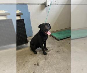 Labrador Retriever Dogs for adoption in Camarillo, CA, USA