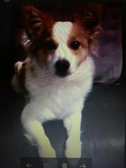 Papillon Dogs for adoption in NYC, NY, USA
