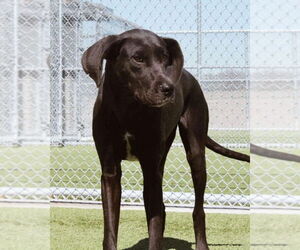 Great Dane-Unknown Mix Dogs for adoption in Bullard, TX, USA
