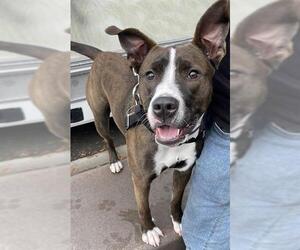 Mutt Dogs for adoption in Alameda, CA, USA