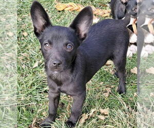 Australian Shepherd-Rat Terrier Mix Dogs for adoption in Des Moines, IA, USA
