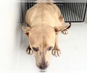 Carolina Dog-Unknown Mix Dogs for adoption in Houston, TX, USA