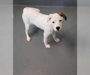 Labrador Retriever Dogs for adoption in Hilton Head, SC, USA