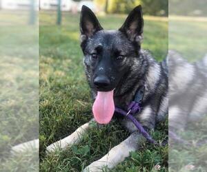 Norwegian Elkhound Dogs for adoption in Columbus, IN, USA
