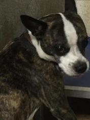 Boston Terrier Dogs for adoption in Bauxite, AR, USA