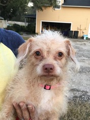 Medium Photo #1 Chihuahua Puppy For Sale in Sanford, FL, USA