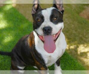 American Staffordshire Terrier-Unknown Mix Dogs for adoption in Tallahassee, FL, USA