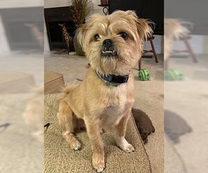 Brussels Griffon-Japanese Chin Mix Dogs for adoption in Knoxville , TN, USA