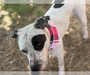 American Pit Bull Terrier Dogs for adoption in Tulsa, OK, USA