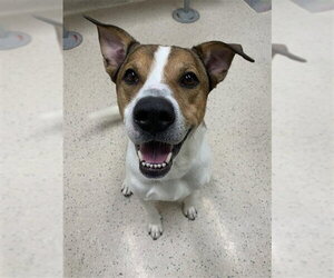 Labrador Retriever-Unknown Mix Dogs for adoption in Fairbanks, AK, USA