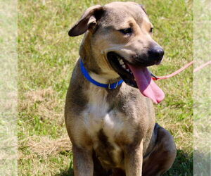 Labrador Retriever-Mountain Cur Mix Dogs for adoption in Bristol, CT, USA