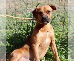 Boxer Dogs for adoption in Von Ormy, TX, USA