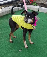 Miniature Pinscher Dogs for adoption in Perth Amboy, NJ, USA