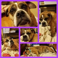 Bull-Boxer Dogs for adoption in Des Moines, IA, USA