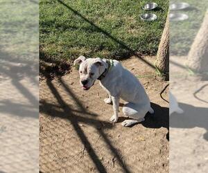 Boxer Dogs for adoption in Modesto, CA, USA