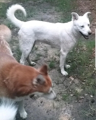 Alaskan Husky Dogs for adoption in Millersville, MD, USA